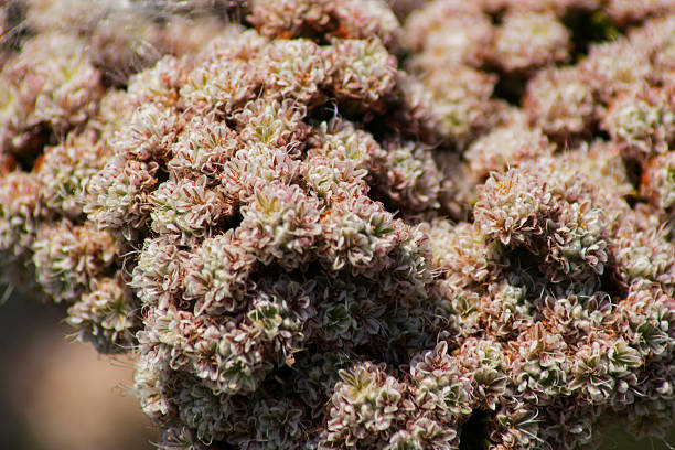 istock Small flowers in garden 594489018