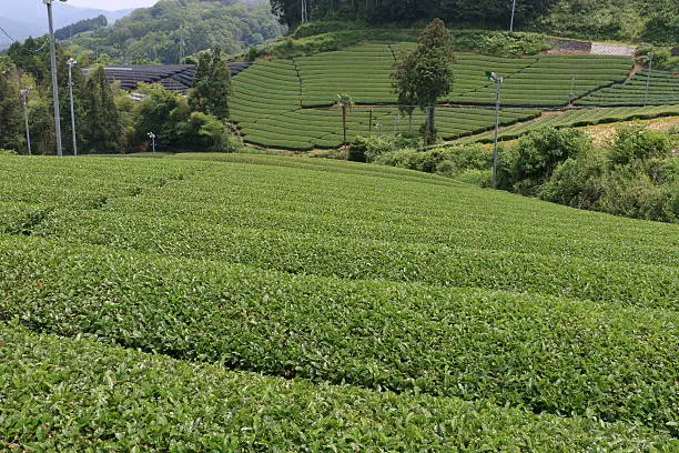 tea plantation of Kyoto Japan