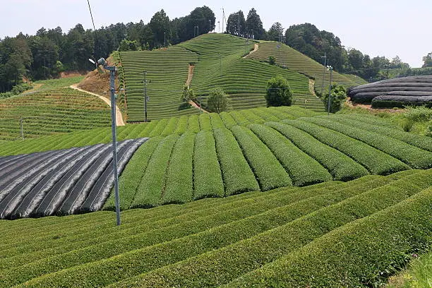 tea plantation of Kyoto Japan