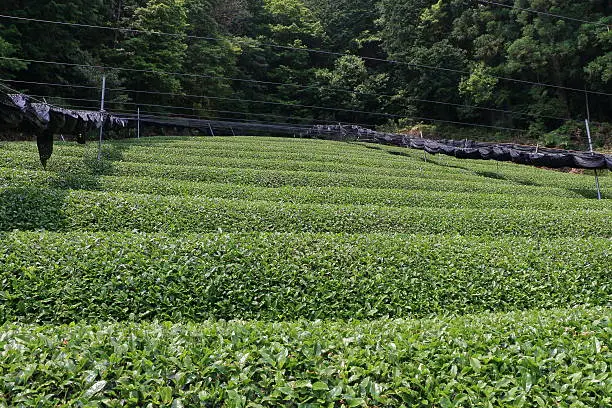 tea plantation of Kyoto Japan
