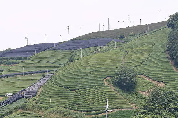 tea plantation of Kyoto Japan