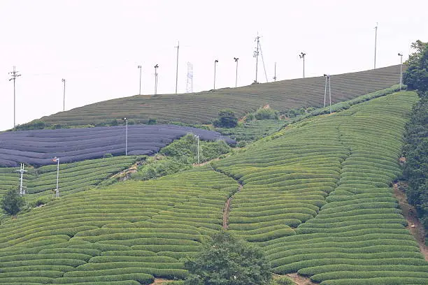 tea plantation of Kyoto Japan