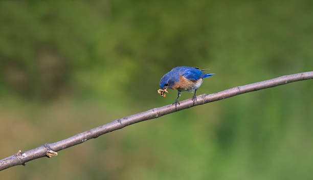 istock Male Eastern Bluebird with a Beak Filled with Insects 594489534