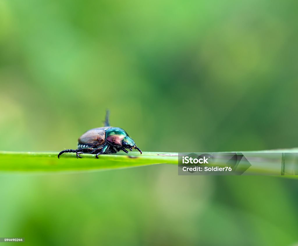 beetles It's beetles in korea Beetle Stock Photo