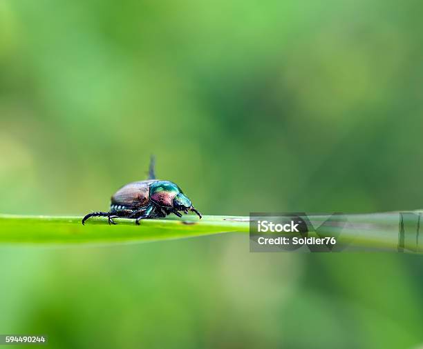 Beetles Stock Photo - Download Image Now - Beetle, Clean, Close-up