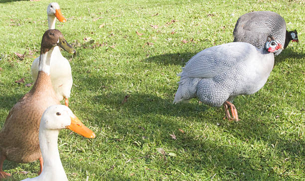 istock Geese and guinea fowl 594908516