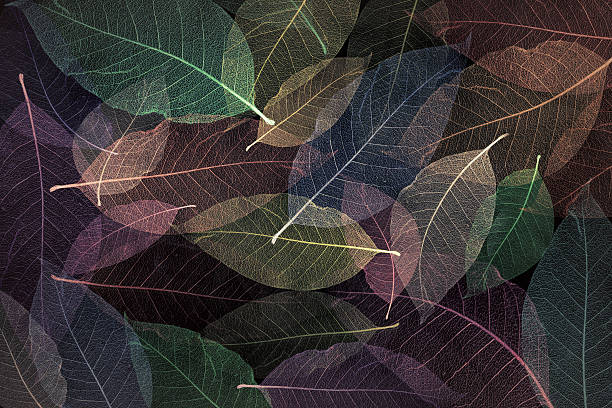 istock Background Abstract colorful Skeleton magnolia leaves, wallpaper 594909272