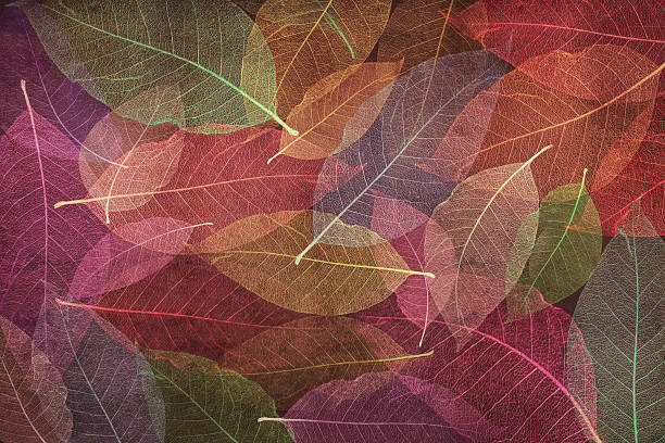 istock Background Abstract colorful Skeleton magnolia leaves, wallpaper 594909410