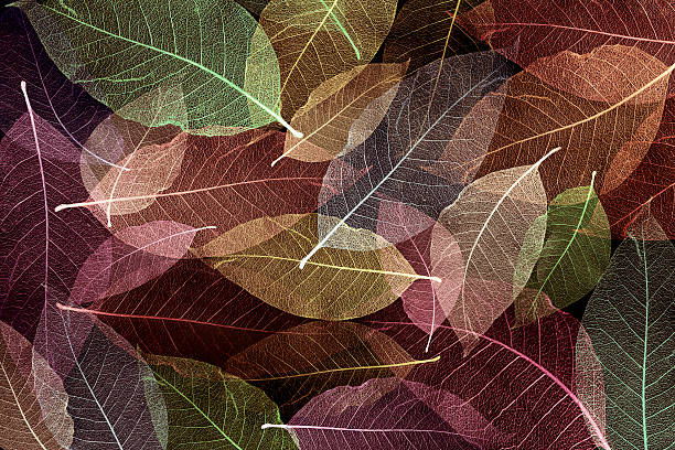istock Background Abstract colorful Skeleton magnolia leaves, wallpaper 594909558