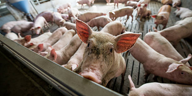 istock pig at factory 594909646