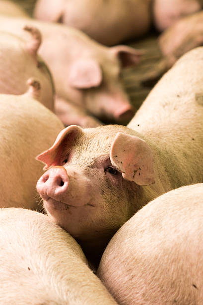 istock pig at factory 594909706