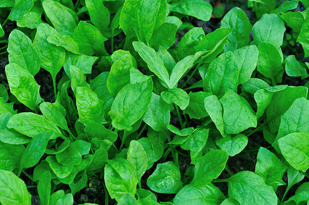 istock green spinach in growth at vegetable garden 594909780