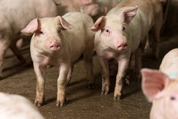 istock pig at factory 594909810