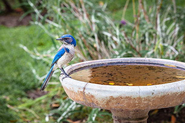 istock California Scrub Jay (Aphelocoma californica) Perched On A Bird Bath 594909828