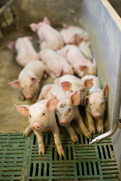 pigs in pig sty on arganic farm