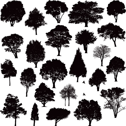 Detailed black tree silhouettes of various trees around New Zealand
