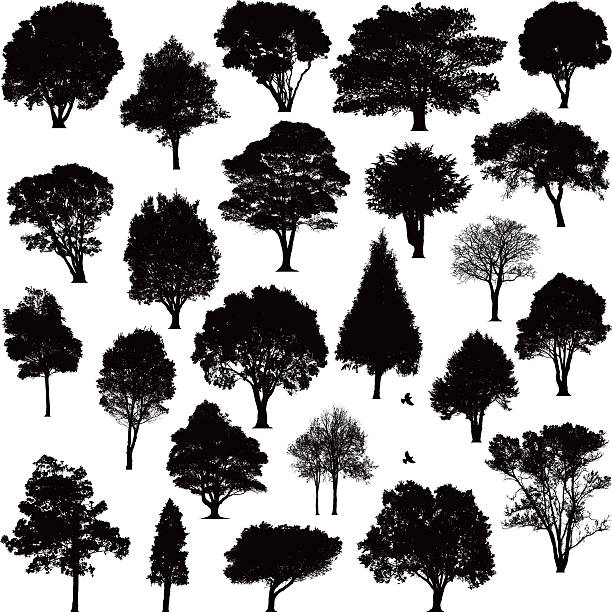 Detailed tree silhouettes Detailed black tree silhouettes of various trees around New Zealand oak tree stock illustrations