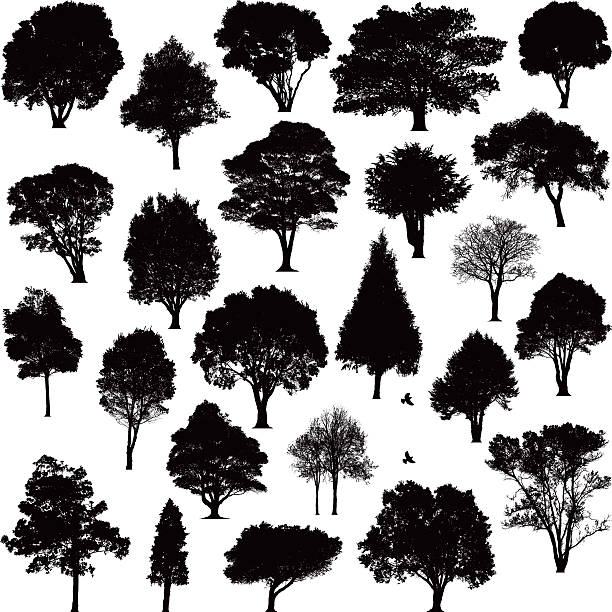 Detailed tree silhouettes Detailed black tree silhouettes of various trees around New Zealand deciduous stock illustrations