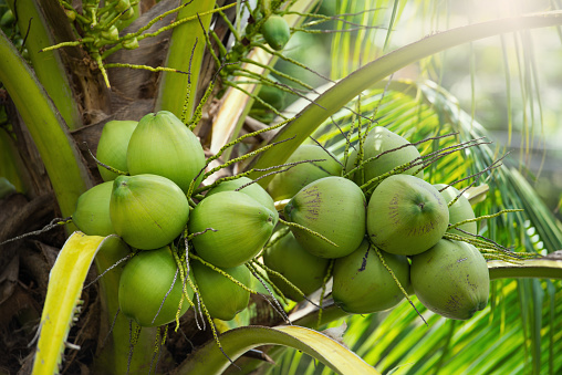Cocos verdes colgados en el árbol photo