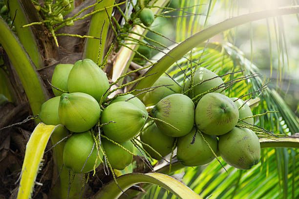 noix de coco vertes accrochées à l’arbre - cocotier photos et images de collection