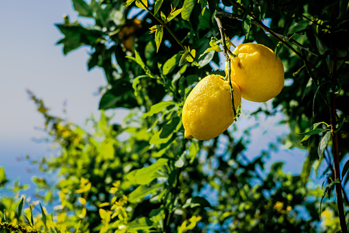 Lemons on a tree. Mediterranean sea and sky in background. Amalfi coast symbol, Italy