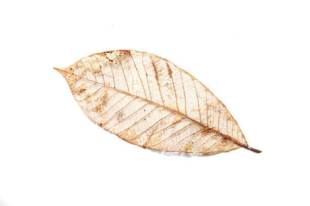 istock Dry leaves isolated on a white background. 594912558