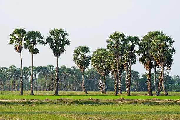 Photo of Sugar palm