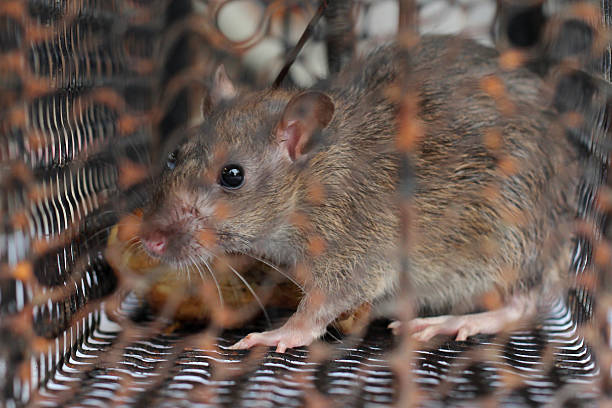 istock Rat trapped in the cage 594912974