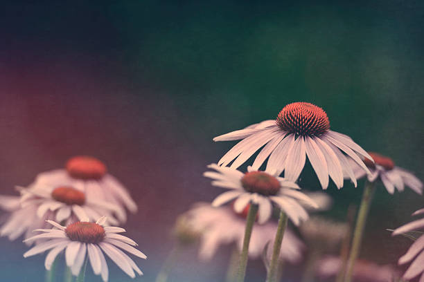 istock Digital art, garden echinacea flowers, textured composition 594913670