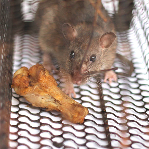 istock Rat trapped in the cage 594914000