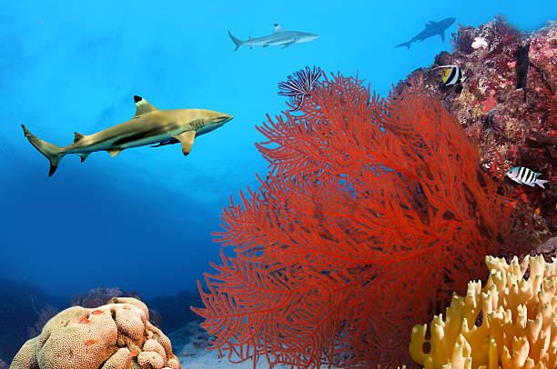 istock Whitetip sharks over coral reef 594914054