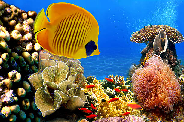 istock Photo of a coral colony 594914406