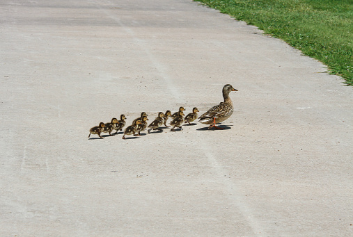 Momma Duck Walking with Ducklings