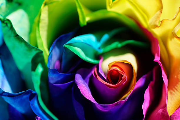 istock Macro of Rainbow Rose, romantic wedding, spectral color 594915012