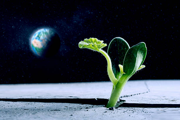 Green plant sprout growing from crack on moon surface. Elements of this image are furnished by NASA