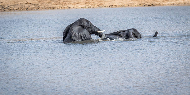istock Two Elephants playing in the water in the Kruger. 594916546