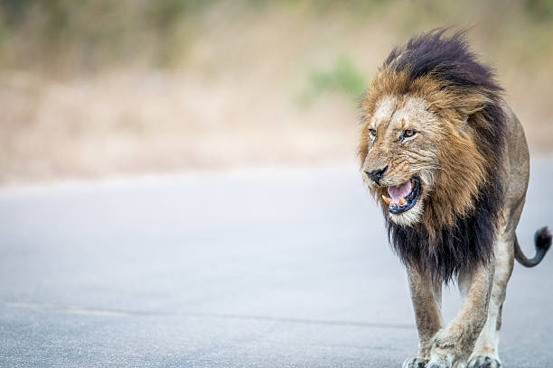 istock Lion walking towards the camera in the Kruger. 594916642