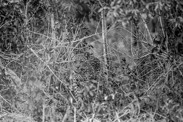 istock Leopard hiding in the bush in black and white. 594916766