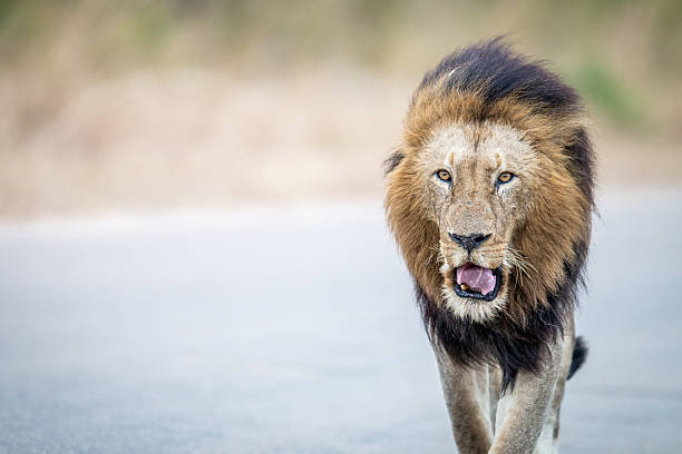 istock Lion walking towards the camera in the Kruger. 594916958