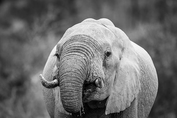 istock Close up of an Elephant drinking in black and white 594917094