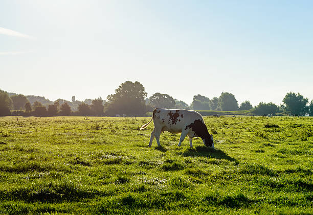 istock Backlit image of a grazing black spotted Holstein cow 594917428