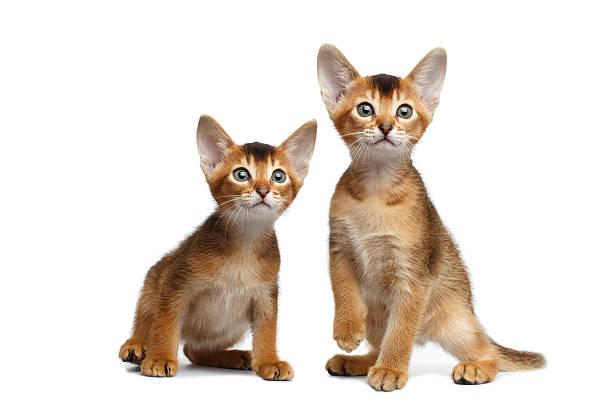 istock Two Little Abyssinian Kitty Sitting on Isolated White Background 594918128