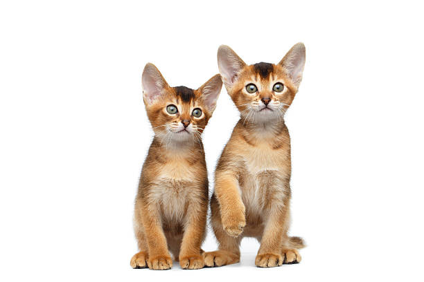 istock Two Little Abyssinian Kitty Sitting on Isolated White Background 594918630
