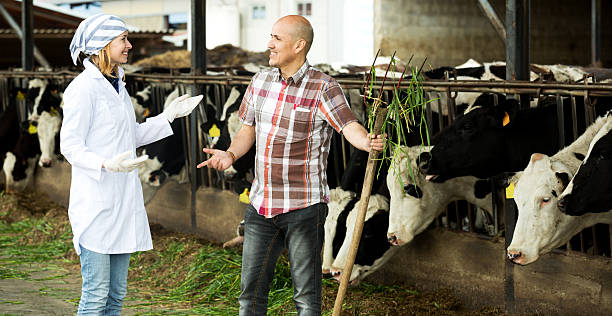 istock Couple of vets working with milky cows 594918666