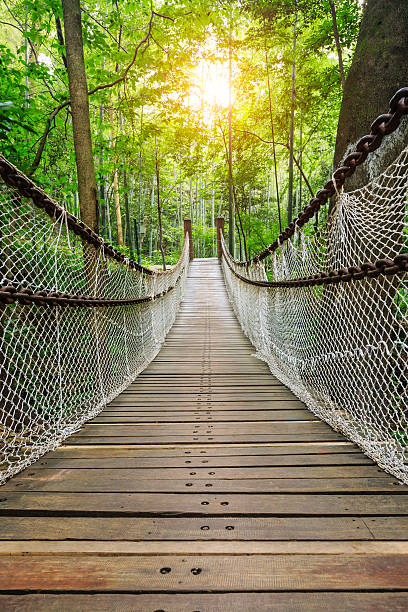 istock suspension bridge in the green forest 594918790