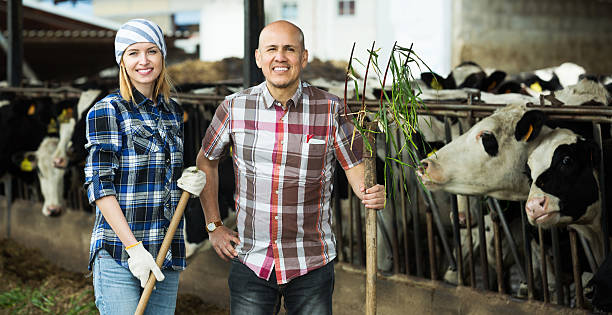 istock Employees working in livestock barn 594919342