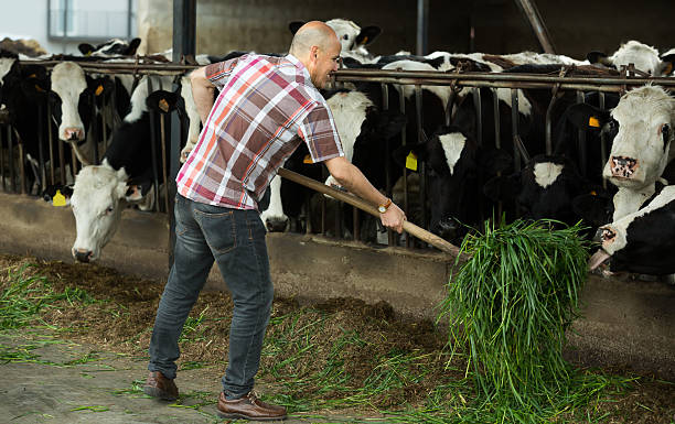 istock Farmer feeding cows with grass in farm 594919592
