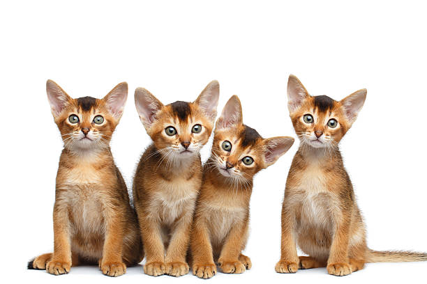 istock Playful Abyssinian four Kitten on Isolated White Background 594919634