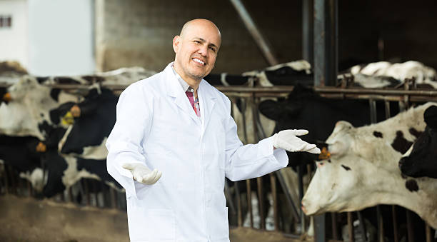 bác sĩ thú y với bò trong trang trại chăn nuôi - bác sĩ trong chăn nuôi hình ảnh sẵn có, bức ảnh & hình ảnh trả phí bản quyền một lần