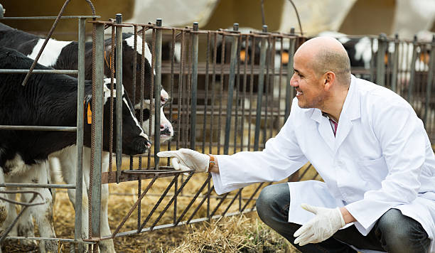 istock veterinary technician taking care of calves 594920140